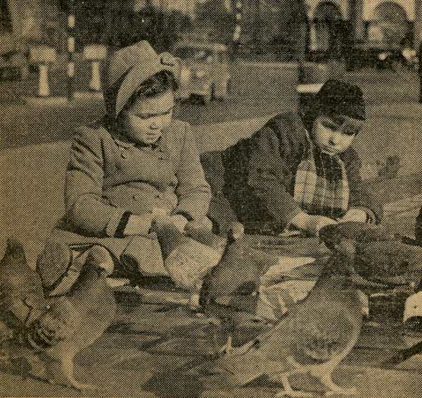 Patricia Wilde's feed the birds