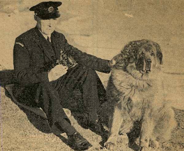 Tibetan mastiff