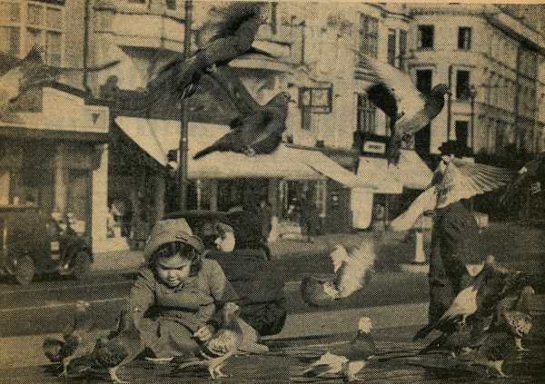 Patricia Wilde feeds the birds