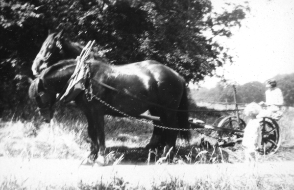 My dad watches the ploughing on the Abbey Farm - What no tractor !!!