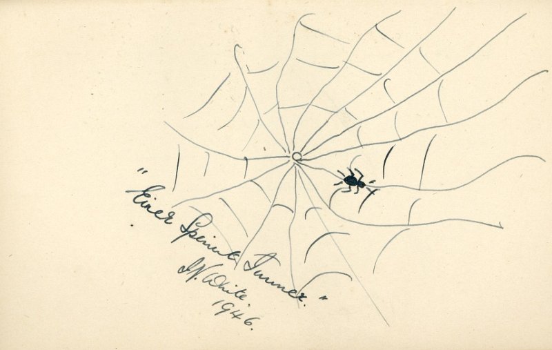 Spider by Ivor