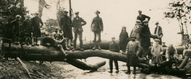 A large tree on the Battle Abbey estate which was blown down